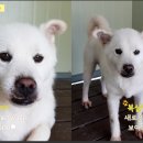 복실이와나비