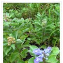 길목민박 이미지