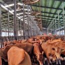 대금농장 | MZ 승계농의 생존 전략?‘과거의 감’을 폐기하고 ‘데이터’로 농장의 통제권을 장악하십시오.