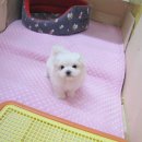 새콤이달콤이