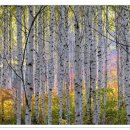 2018.10.13-14(토.일) 속삭이는 인제자작나무숲의 가을풍경-천상의 화원 곰배령 단풍 힐링트래킹 이미지