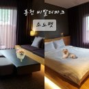 홍천 비발디파크 소노펫 | 스위트 파크뷰 객실 후기