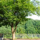 시골별장식당 이미지