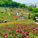 왕릉공원 ∼ 공설운동장입구 | 부천 장미축제 날짜 가는길 &#39;유럽풍 장미정원에서는 즐기는 151종 장미 향연&#39;