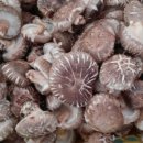 참나무 원목표고버섯 (상)(중)(하) 이미지