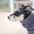 (주)리드헬스케어 | 2026 펫쇼코리아 일산 관람 가이드 및 후기: 기본 정보 및 관람 꿀팁