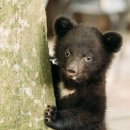 수양어린이집 | 세종 아이와 갈만한 곳 베어트리파크 봄꽃축제 완벽 정리 | 주차 요금 행사 체험