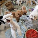 나랑애견유치원 이미지