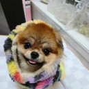 오로라펫 | 퍼피 갤러리 오로라 플리스 패딩 포메라니안 실착 리뷰