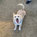 파라독스글램핑 | [파라독스 캠핑장] 충남 태안 애견 동반 캠핑장 후기