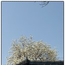 11650-17-100-15 | 디즈니 <곰돌이 푸> 푸크닉 대전 팝업 100주년 다녀온 후기