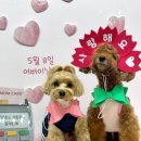 하울리우드 애견유치원 | 하울리우드 애견유치원 충청남도 애견유치원 다녀왔는데 와.. 정말 만족스러워