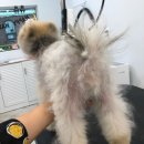 헬로우프리티 이미지