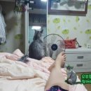 도담캣 이미지
