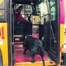 댕댕이버스 이미지