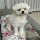 그루밍펫살롱 | 강아지 미용 스트레스 걱정 없는 곳 | 배곧 그루밍펫살롱