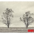 픽처레스크(picturesque)