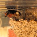 서삼면사무소 이미지