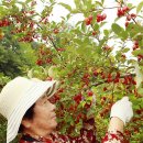 고성보리수 이미지