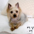 노아 이미지
