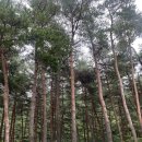 솔향수목원(제3주차장) 이미지