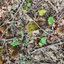 웅포농장 | 전북 밤수확 아이랑 익산육아종합지원센터 가족과 함께하는 토요탐험대 알밤줍기체험