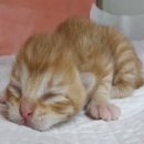 산타클라라동물병원 이미지