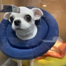 365동물병원 분당점 이미지