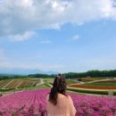바라다짐 | 비에이 후라노 투어 후기｜라벤더, 청의호수, 패치워크 삿포로 일일 버스투어
