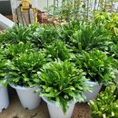 금옥농장 이미지