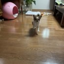 봉숙이