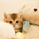 부산고양이분양 퍼스트캣 부산점 이미지