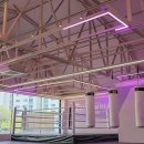 팔로니아 복싱 이미지