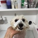 펫피르그루밍 이미지