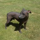 도그헤어 이미지