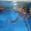 서해박속낙지전문점 이미지