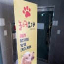 놀러오개 애견유치원 애견호텔 풍동식사점 이미지