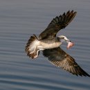 명품 갈매기 이미지