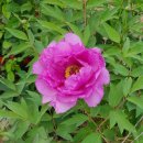 목단농장 이미지