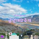 거리실농원 | 2025 광양매화축제 정보와 솔직한 방문후기