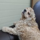 서울앤탑 동물병원 | 테크라인카 사장이 100% 추천드리는 용인/죽전 서울앤탑 동물병원 !! 역시나 내 예상은 적중했다~~ 어디...