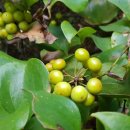 청미래농장 이미지