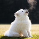 하울링 이미지