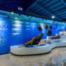 제주해양동물박물관 이미지