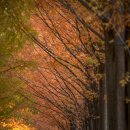 메타세콰이어길 이미지