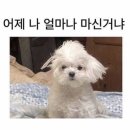 명랑스낵 이미지