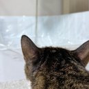 J캣 | 고양이모래교체는 탈취력 좋은 블렌딩모래 | 최강모래 (Feat.궁딩팡팡캣페스타)