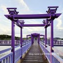 1004섬 박지도 민박 | 신안 퍼플섬 박지도,반월도 연결한 보라색다리 퍼플교 신안가볼만한곳 추천