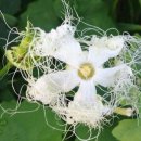 하늘타리 이미지