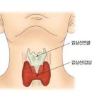 갑상선호르몬 / 갑상선자극호르몬 수치 (T3, T4, TSH 수치) 이미지